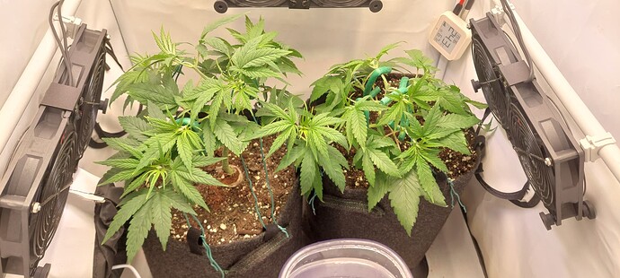 Growreport Bild 2