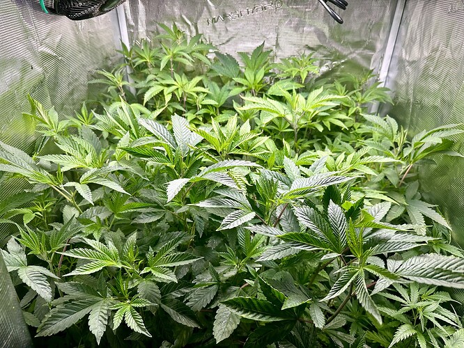 Growreport Bild 6