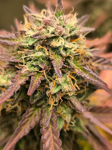 Growreport Bild 8