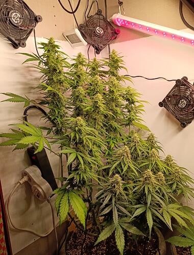 Growreport Bild 5