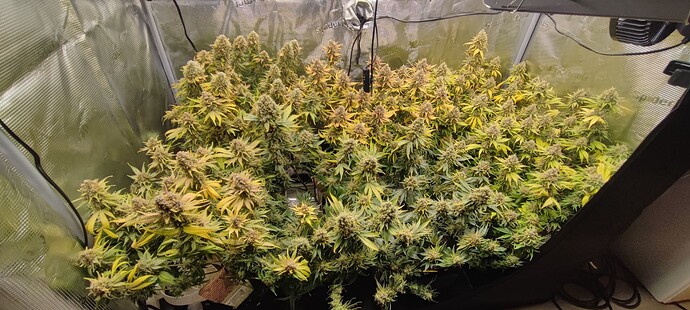 Growreport Bild 2