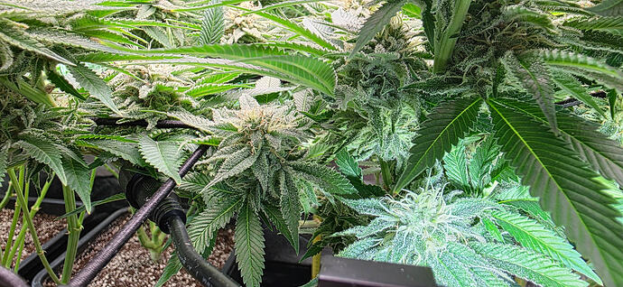 Growreport Bild 32