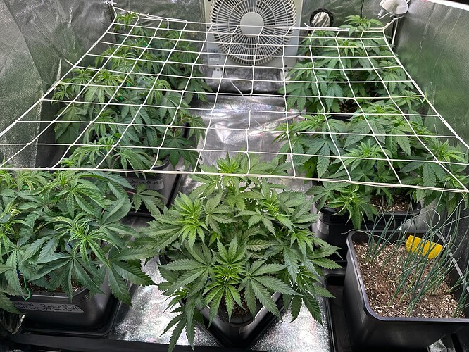 Growreport Bild 54