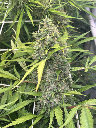 Growreport Bild 8