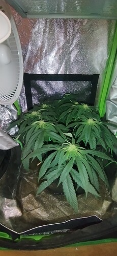 Growreport Bild 4