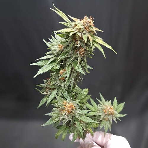 Growreport Bild 45