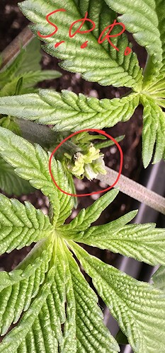 Growreport Bild 19