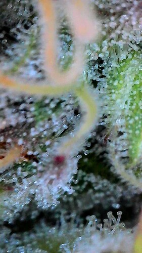 Growreport Bild 1