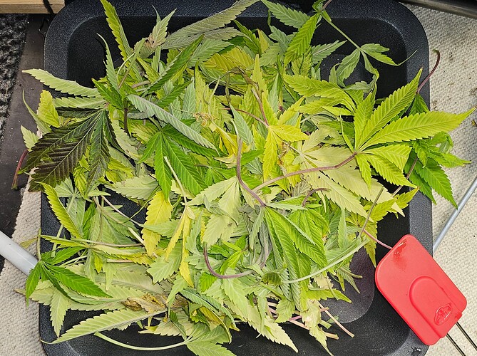 Growreport Bild 2