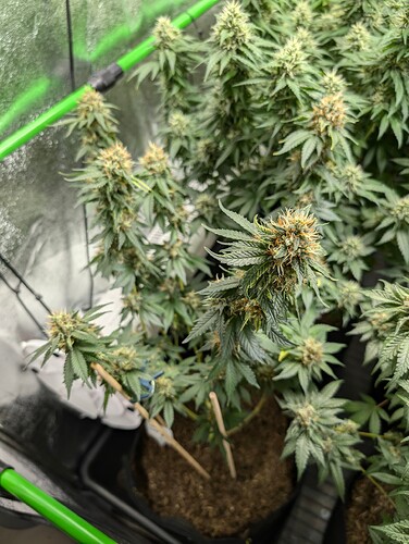 Growreport Bild 7