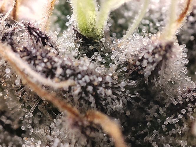 Growreport Bild 9