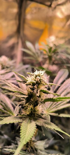 Growreport Bild 5