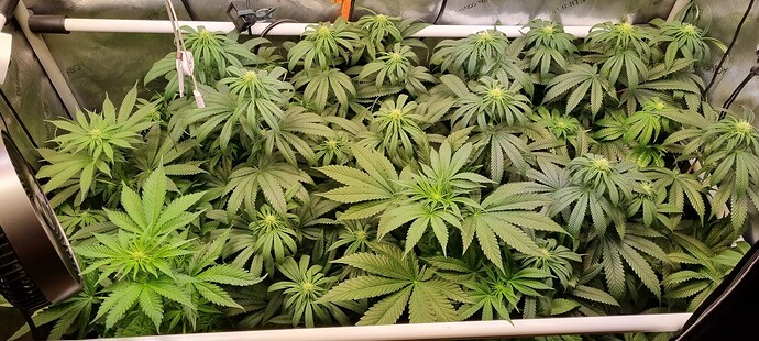 Growreport Bild 1