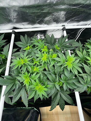 Growreport Bild 2