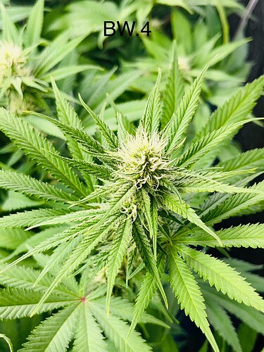 Growreport Bild 7