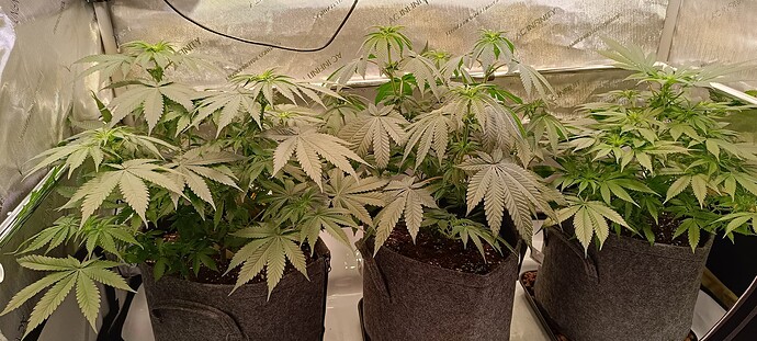 Growreport Bild 1