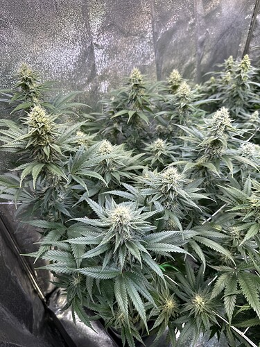 Growreport Bild 24