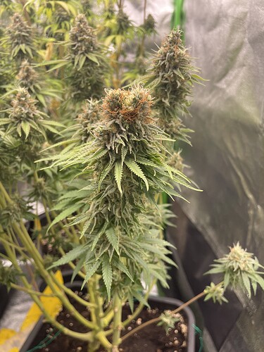 Growreport Bild 8