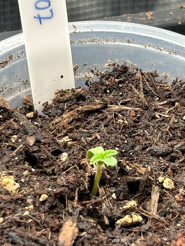 Growreport Bild 102