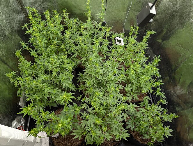 Growreport Bild 3