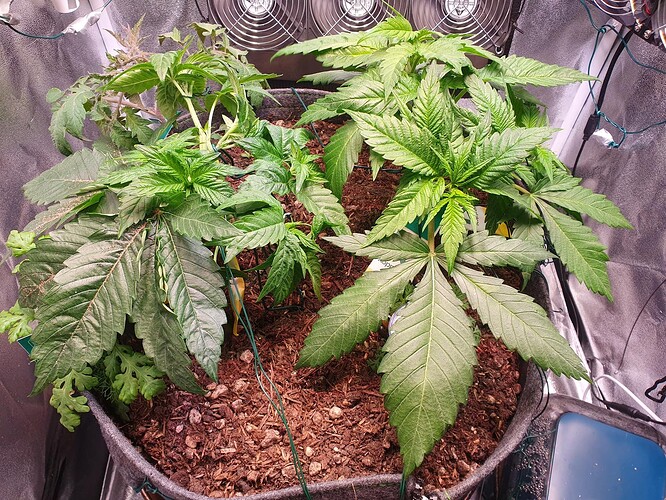 Growreport Bild 11