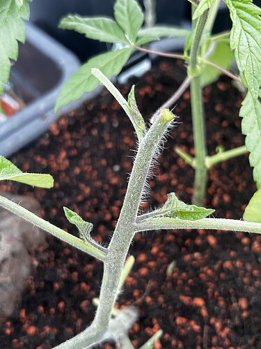 Growreport Bild 31