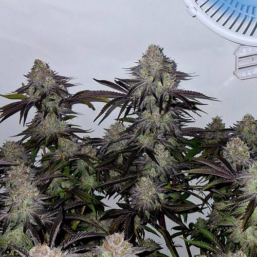 Growreport Bild 18