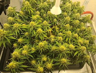Growreport Bild 99