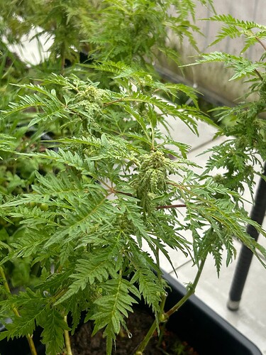 Growreport Bild 1