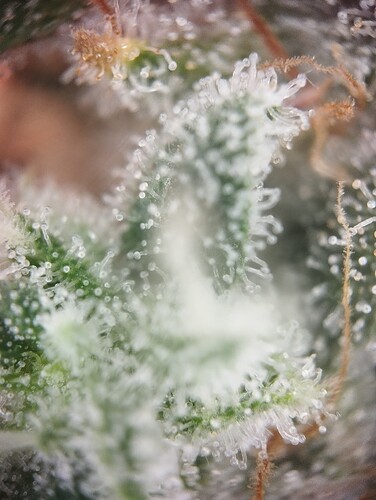 Growreport Bild 9
