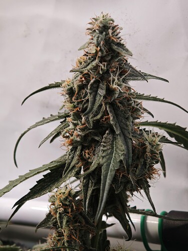 MVIMG_20251116_204518