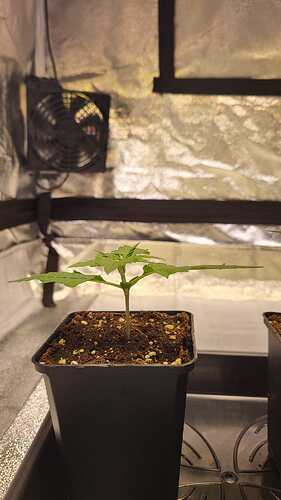 Growreport Bild 6