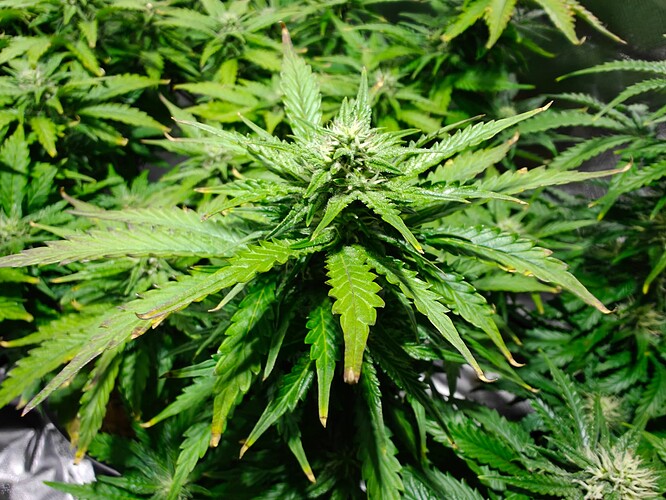 Growreport Bild 4