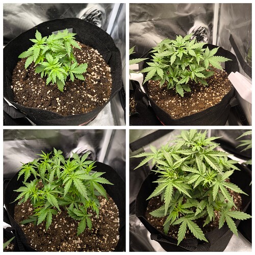 Growreport Bild 8