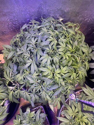 Growreport Bild 104