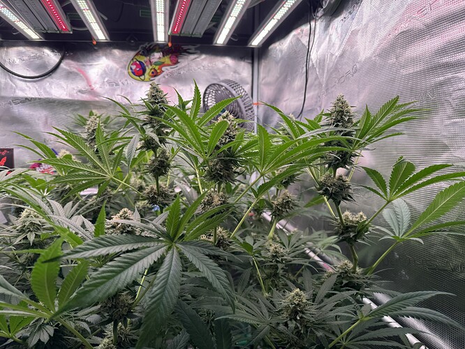Growreport Bild 32