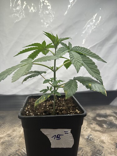 Growreport Bild 33