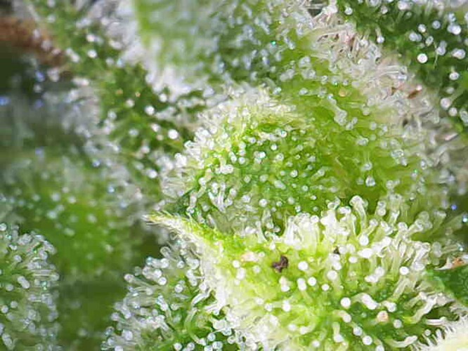 Growreport Bild 22