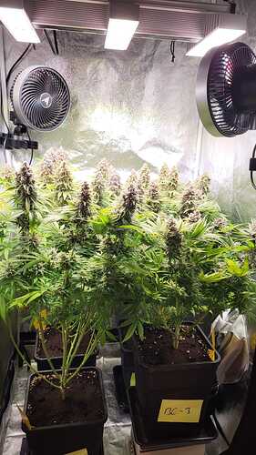 Growreport Bild 2