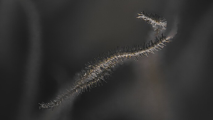 Bt-19 Bacillus Pistillus