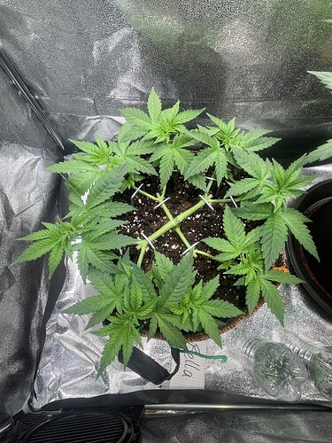 Growreport Bild 5