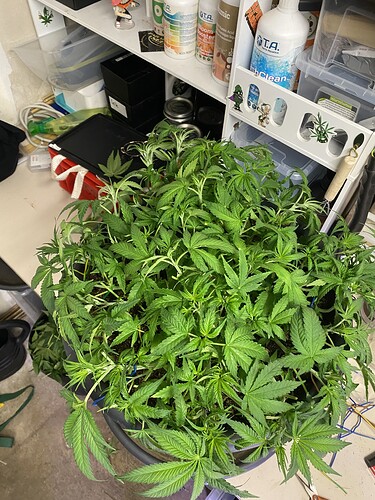 Growreport Bild 61