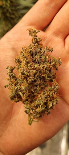 Screenshot_20240727_091305_Gallery