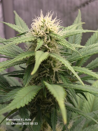 Growreport Bild 1