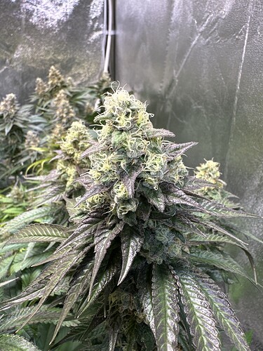 Growreport Bild 21