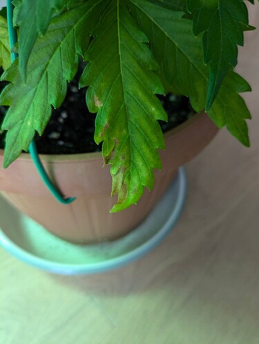 Growreport Bild 6