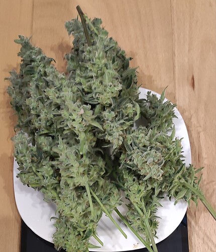 Growreport Bild 6