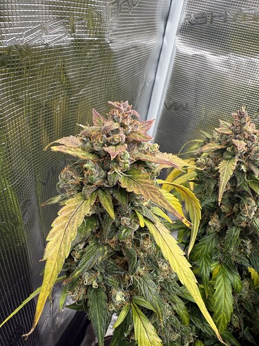 Growreport Bild 2