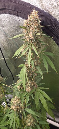 Growreport Bild 78