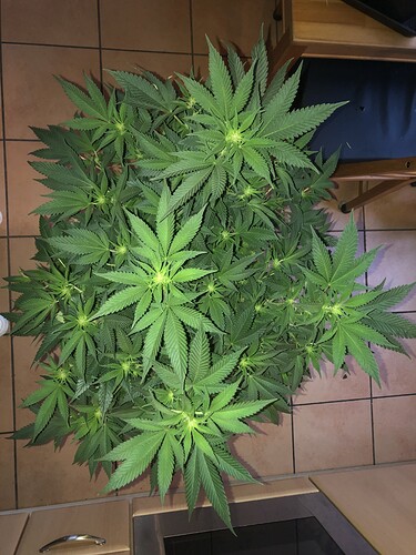 Growreport Bild 14
